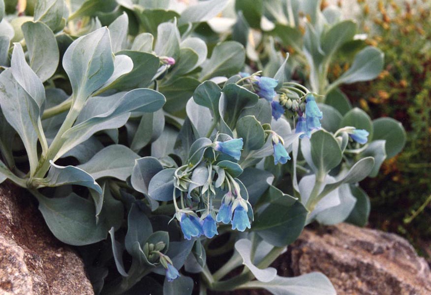 Mertensia maritima en fleurs sur les falaises maritimes de l'Atlantique nord